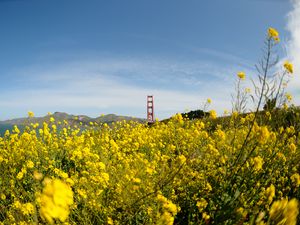 Preview wallpaper wild flowers, flowers, field, bridge, landscape