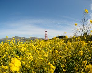 Preview wallpaper wild flowers, flowers, field, bridge, landscape