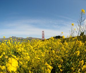 Preview wallpaper wild flowers, flowers, field, bridge, landscape