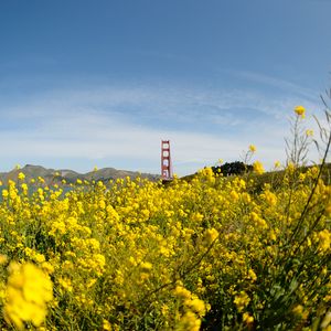 Preview wallpaper wild flowers, flowers, field, bridge, landscape