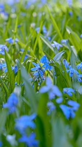 Preview wallpaper wild flowers, flowers, field, plants, blue, macro