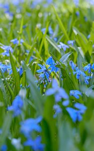 Preview wallpaper wild flowers, flowers, field, plants, blue, macro