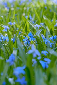 Preview wallpaper wild flowers, flowers, field, plants, blue, macro