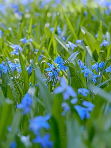 Preview wallpaper wild flowers, flowers, field, plants, blue, macro