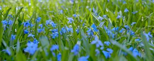 Preview wallpaper wild flowers, flowers, field, plants, blue, macro