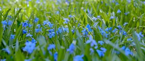 Preview wallpaper wild flowers, flowers, field, plants, blue, macro