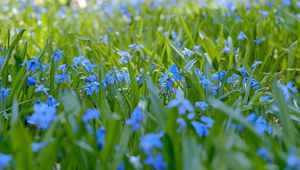 Preview wallpaper wild flowers, flowers, field, plants, blue, macro