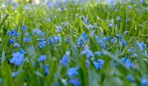 Preview wallpaper wild flowers, flowers, field, plants, blue, macro