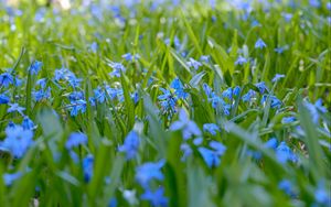 Preview wallpaper wild flowers, flowers, field, plants, blue, macro