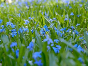 Preview wallpaper wild flowers, flowers, field, plants, blue, macro