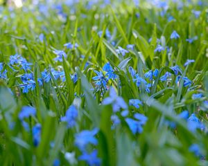 Preview wallpaper wild flowers, flowers, field, plants, blue, macro