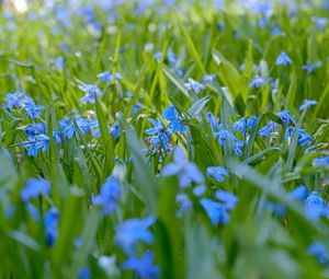 Preview wallpaper wild flowers, flowers, field, plants, blue, macro