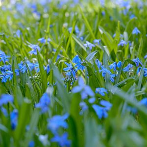 Preview wallpaper wild flowers, flowers, field, plants, blue, macro