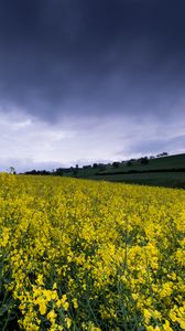 Preview wallpaper wild flowers, flowers, field, nature, yellow