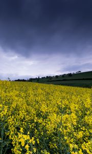 Preview wallpaper wild flowers, flowers, field, nature, yellow