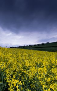 Preview wallpaper wild flowers, flowers, field, nature, yellow