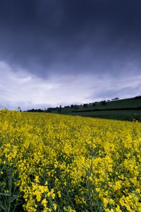 Preview wallpaper wild flowers, flowers, field, nature, yellow