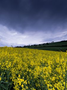 Preview wallpaper wild flowers, flowers, field, nature, yellow