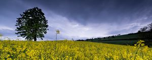 Preview wallpaper wild flowers, flowers, field, nature, yellow