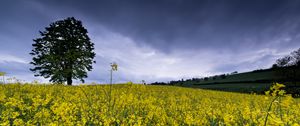 Preview wallpaper wild flowers, flowers, field, nature, yellow