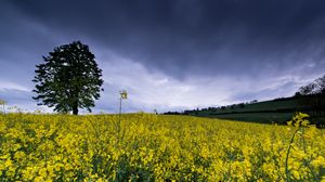 Preview wallpaper wild flowers, flowers, field, nature, yellow