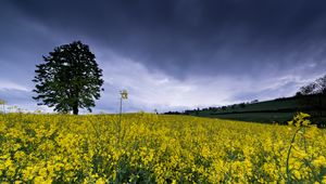 Preview wallpaper wild flowers, flowers, field, nature, yellow