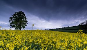 Preview wallpaper wild flowers, flowers, field, nature, yellow