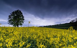 Preview wallpaper wild flowers, flowers, field, nature, yellow