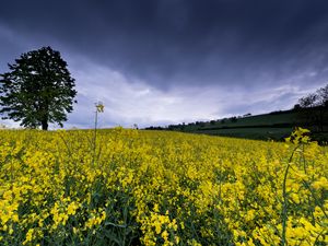 Preview wallpaper wild flowers, flowers, field, nature, yellow