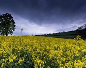 Preview wallpaper wild flowers, flowers, field, nature, yellow