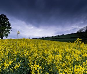 Preview wallpaper wild flowers, flowers, field, nature, yellow