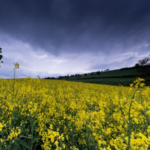 Preview wallpaper wild flowers, flowers, field, nature, yellow