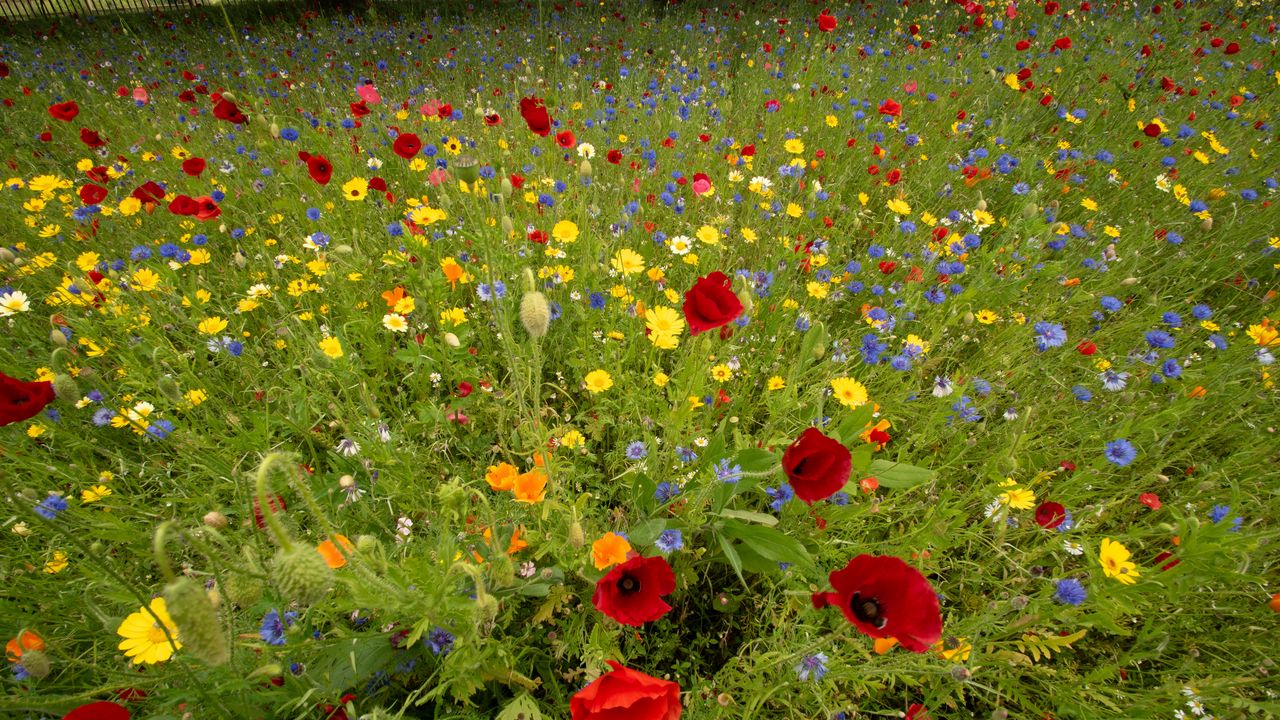 Wallpaper wild flowers, flowers, grass, summer, field