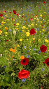 Preview wallpaper wild flowers, flowers, grass, summer, field