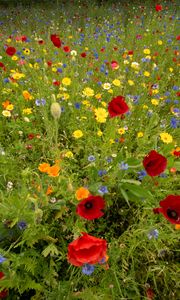 Preview wallpaper wild flowers, flowers, grass, summer, field