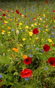 Preview wallpaper wild flowers, flowers, grass, summer, field