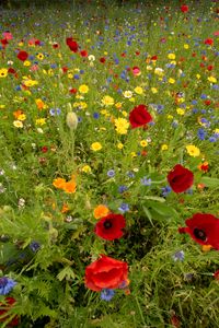 Preview wallpaper wild flowers, flowers, grass, summer, field