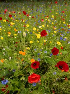 Preview wallpaper wild flowers, flowers, grass, summer, field