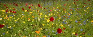 Preview wallpaper wild flowers, flowers, grass, summer, field