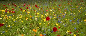 Preview wallpaper wild flowers, flowers, grass, summer, field