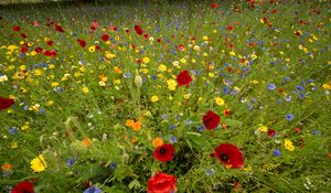 Preview wallpaper wild flowers, flowers, grass, summer, field