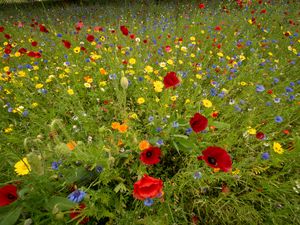 Preview wallpaper wild flowers, flowers, grass, summer, field