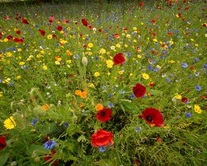 Preview wallpaper wild flowers, flowers, grass, summer, field