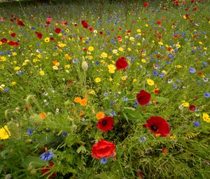 Preview wallpaper wild flowers, flowers, grass, summer, field