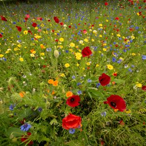 Preview wallpaper wild flowers, flowers, grass, summer, field