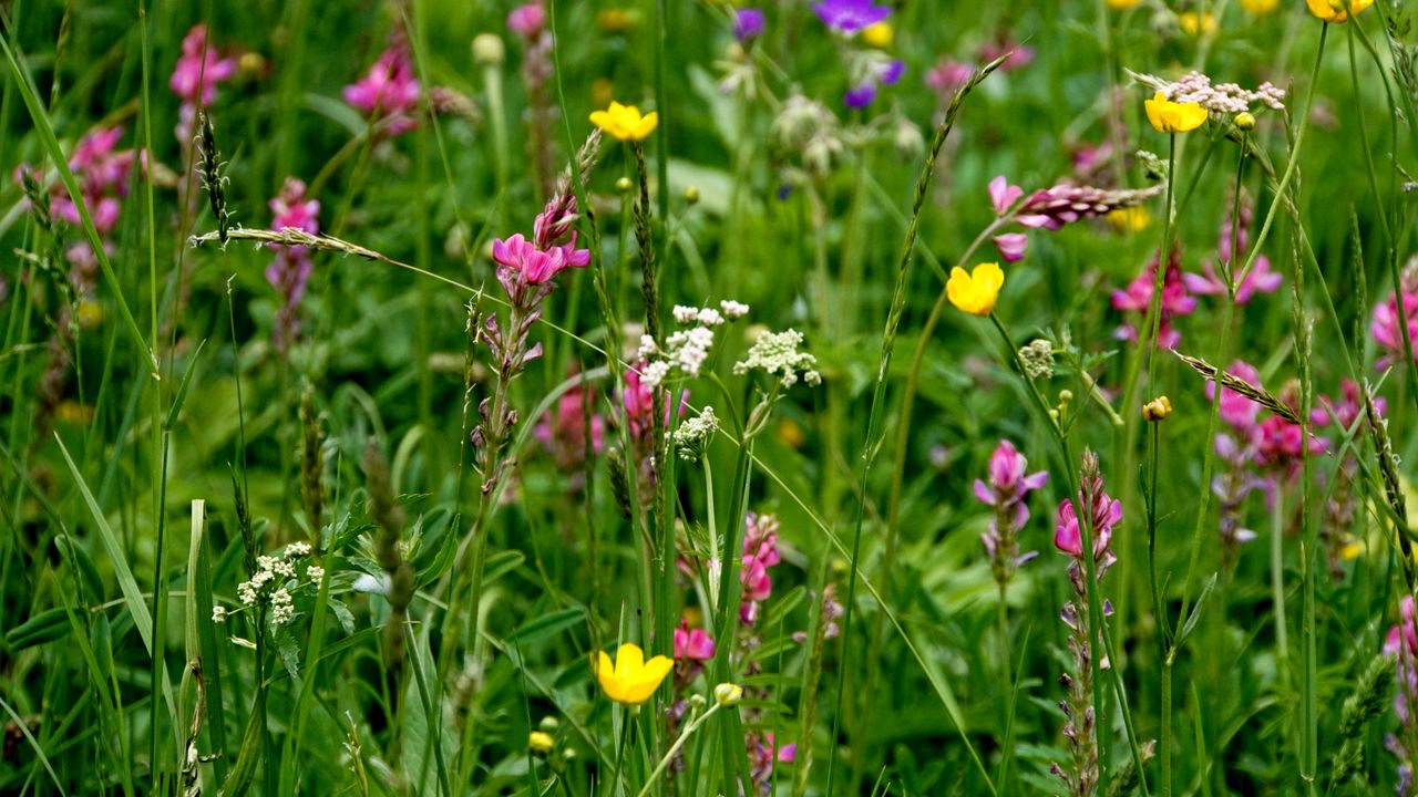 Wallpaper wild flowers, flowers, grass