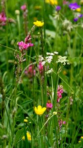 Preview wallpaper wild flowers, flowers, grass