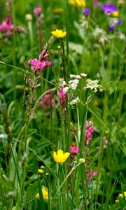 Preview wallpaper wild flowers, flowers, grass