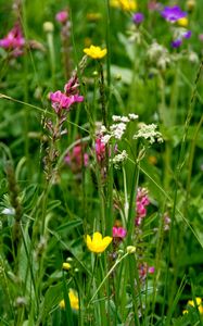 Preview wallpaper wild flowers, flowers, grass