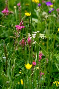 Preview wallpaper wild flowers, flowers, grass